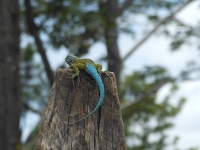 Honduran Emerald Spiny Lizard